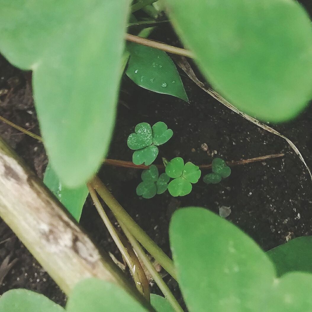 leaf, green color, close-up, growth, water, plant, nature, beauty in nature, focus on foreground, fragility, freshness, drop, wet, selective focus, green, stem, outdoors, day, no people, one animal