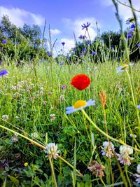 Close-up of poppy growing in field