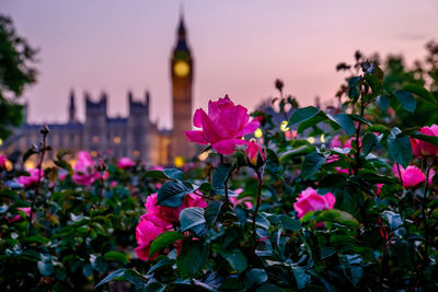 Close-up of pink flowers growing in city