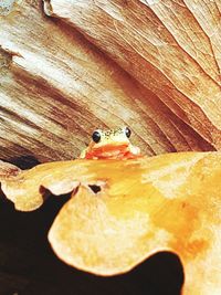 Close up of wood