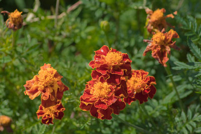 Close-up of marigold flowers