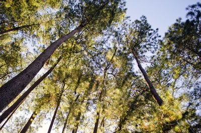 Low angle view of trees against sky