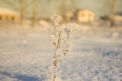 Close-up of frozen plant on land