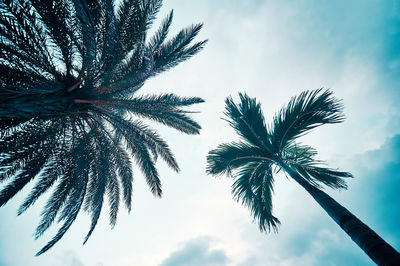 Low angle view of palm tree against sky