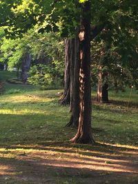 Trees in forest