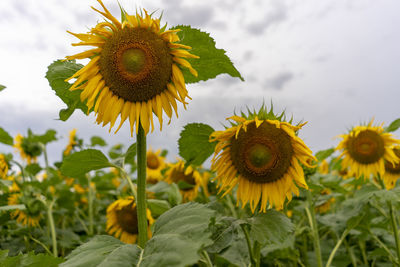 Close-up of sunflower on field against sky