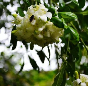 Close-up of white flowers