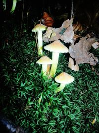 High angle view of mushrooms on field