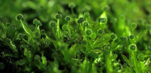 Close-up of grass growing on field