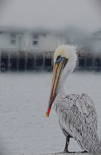 Side view of a bird in water