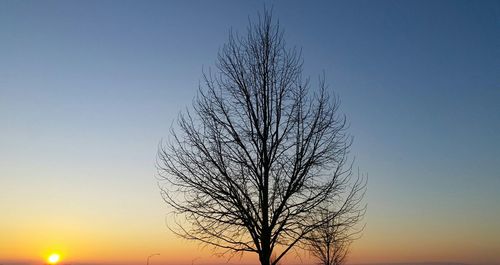 Silhouette of bare trees at sunset