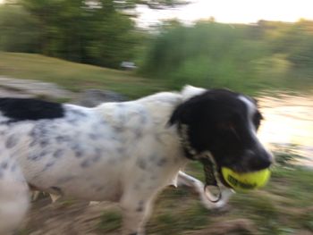 Dog on field