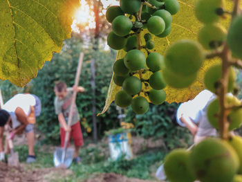 Full frame shot of grapes on tree