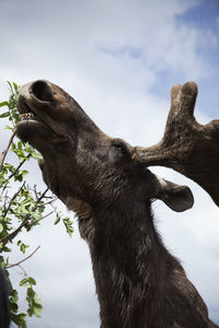 Elk eating leaves