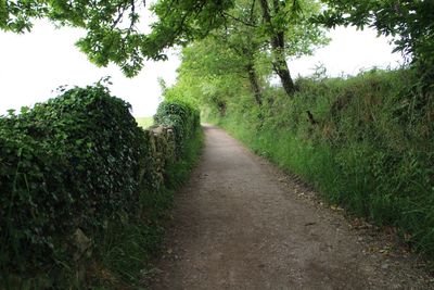 Dirt road amidst trees