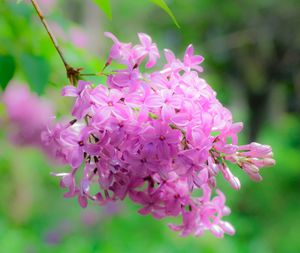 Close-up of pink flowers