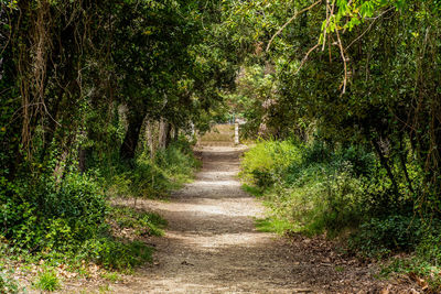 Footpath amidst trees in forest