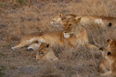 Lion family living in masai mara, kenya