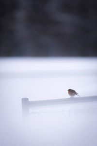 Bird perching on wall