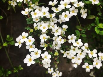 Close-up of white flowers blooming outdoors