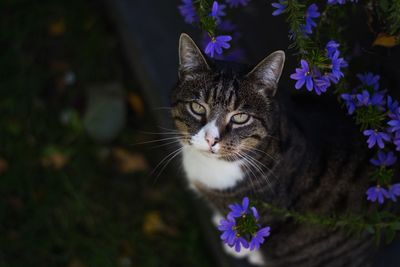 Portrait of cat on purple flowering plant