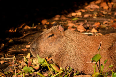 Capybara on the rio cuiaba riverbank, pantanal, brazil