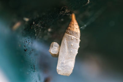 Close-up of dry leaf