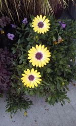 High angle view of flowering plants