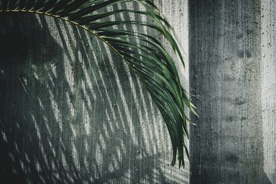 Palm leaves against concrete wall