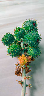 Close-up of succulent plant