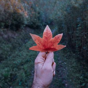 Close-up of hand holding leaf