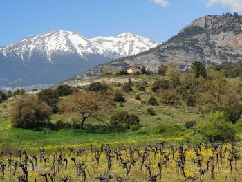 Scenic view of field and mountains against sky