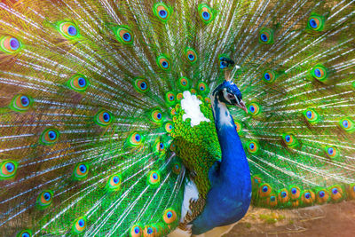 Peacock close up. portrait of male peacock displaying his tail feathers. colored feathers peacock 