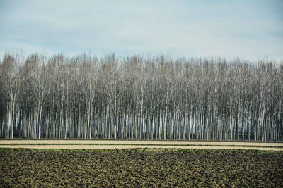 Panoramic shot of trees on field against sky