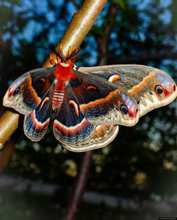 Close-up of insect on tree