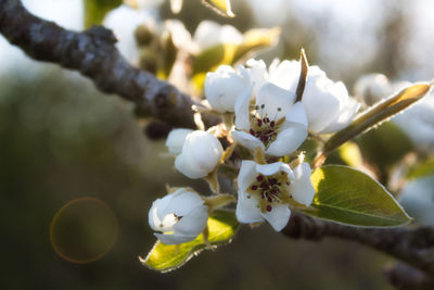 Close-up of white cherry blossom tree