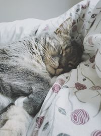 Close-up of cat sleeping on sofa at home