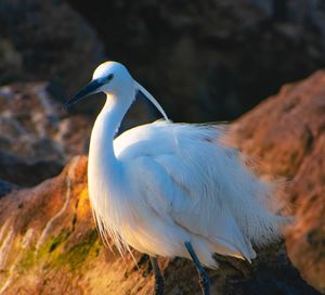 Close-up of bird perching on rock