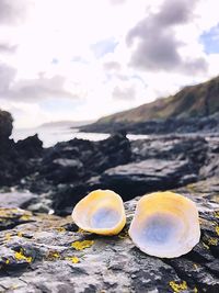 Close-up of shells on rock