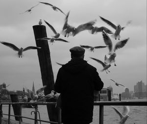 Rear view of man with seagulls flying against sky