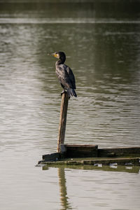 Bird perching on wooden post in lake