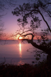 Silhouette tree by lake against sky during sunset