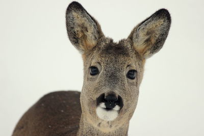 Portrait of deer against white background