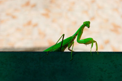 Close-up of insect on wall