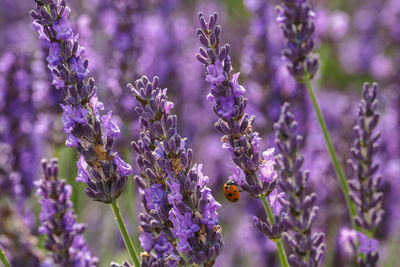 Close-up of insect on purple flowering plant
