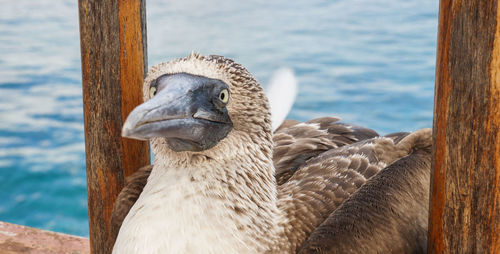 Close-up of bird perching on shore