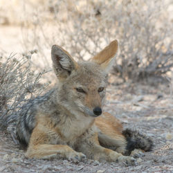 View of black-backed jackal on arid landscape