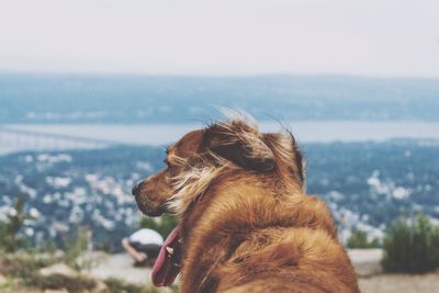 Close-up of dog by sea against sky