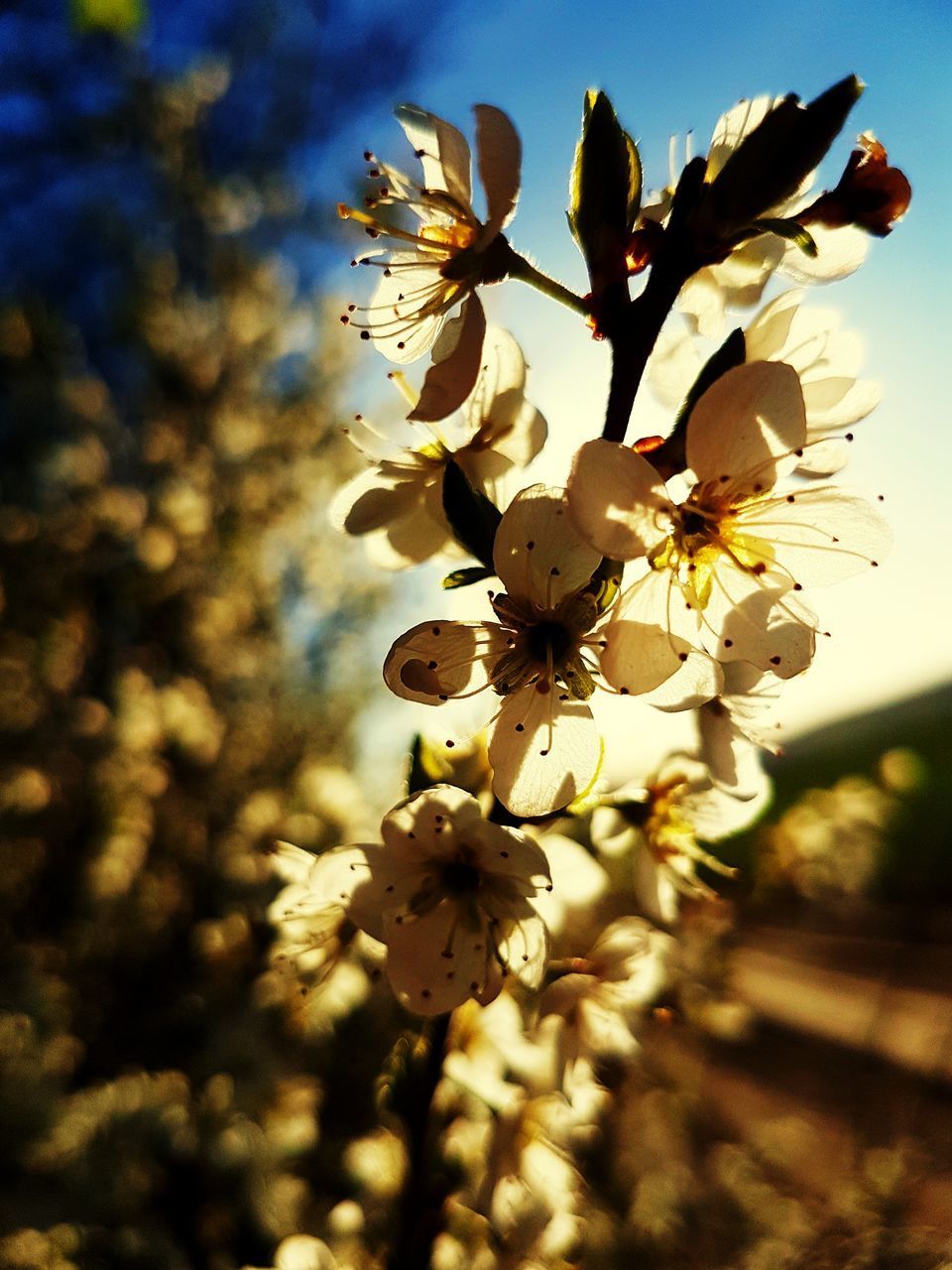 CLOSE-UP OF CHERRY BLOSSOM