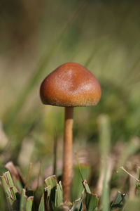 Close-up of mushroom growing on field